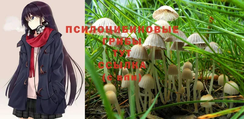 Галлюциногенные грибы Cubensis  купить наркотик  Ахтубинск 