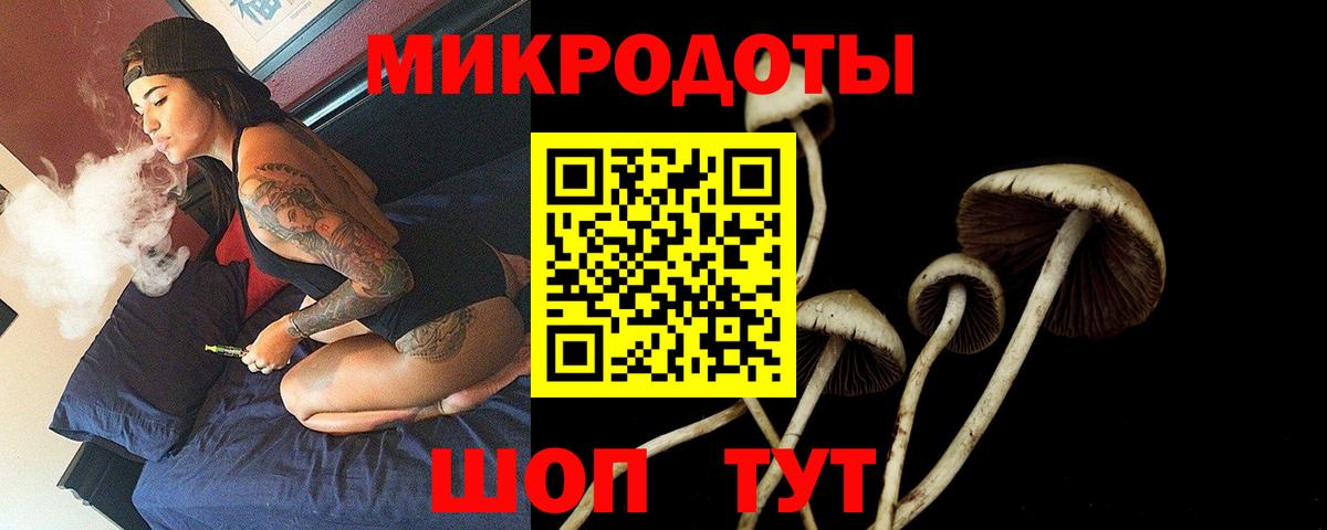 Псилоцибиновые грибы Psilocybe Ахтубинск